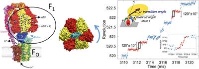 F1-ATPase Rotary Mechanism: Interpreting Results of Diverse Experimental Modes With an Elastic Coupling Theory